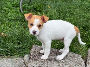 Animal Profile Kenan is an estimated 8 week old male Chihuaha mixed puppy joining us from Texas on