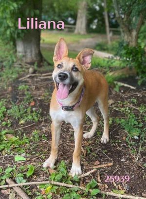Sweet Liliana is a 6 month old Shepherd mix She is very affectionate and is interested and curious