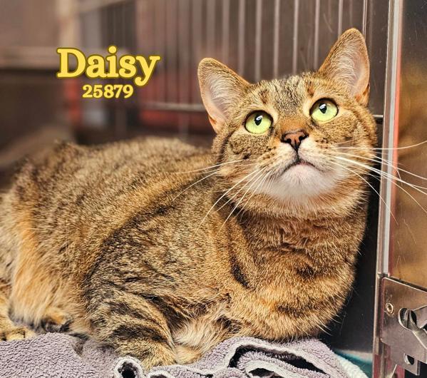 Daisy