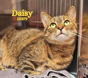 Daisy is a sweet and friendly girl Shes always ready to greet you with affectionate headbutts and 