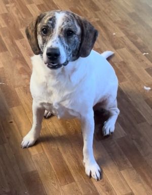 Winry is an amazing dog that was surrendered for no fault of her own She is great with everyone bu