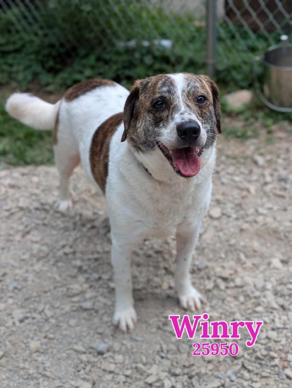 Winry