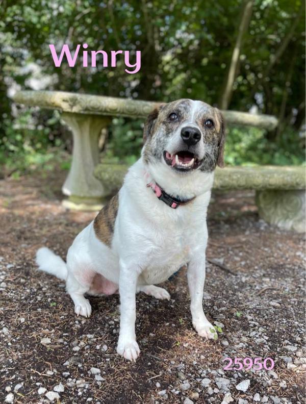 Winry