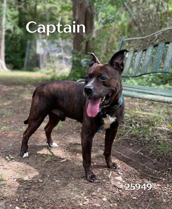 Captain