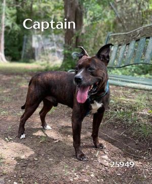 Captain is an amazing dog that was surrendered due to no fault of his own Captain can be nervous ar