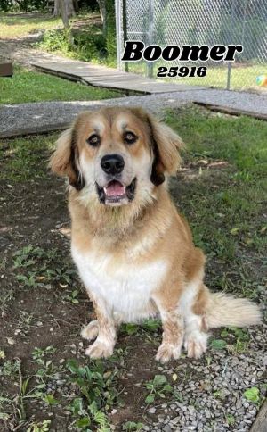 Meet Boomer a stunning young Shepherd mix with tons of charm This handsome guy is friendly loves 
