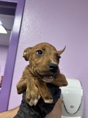 Greenie, Baby Male Mixed Breed
