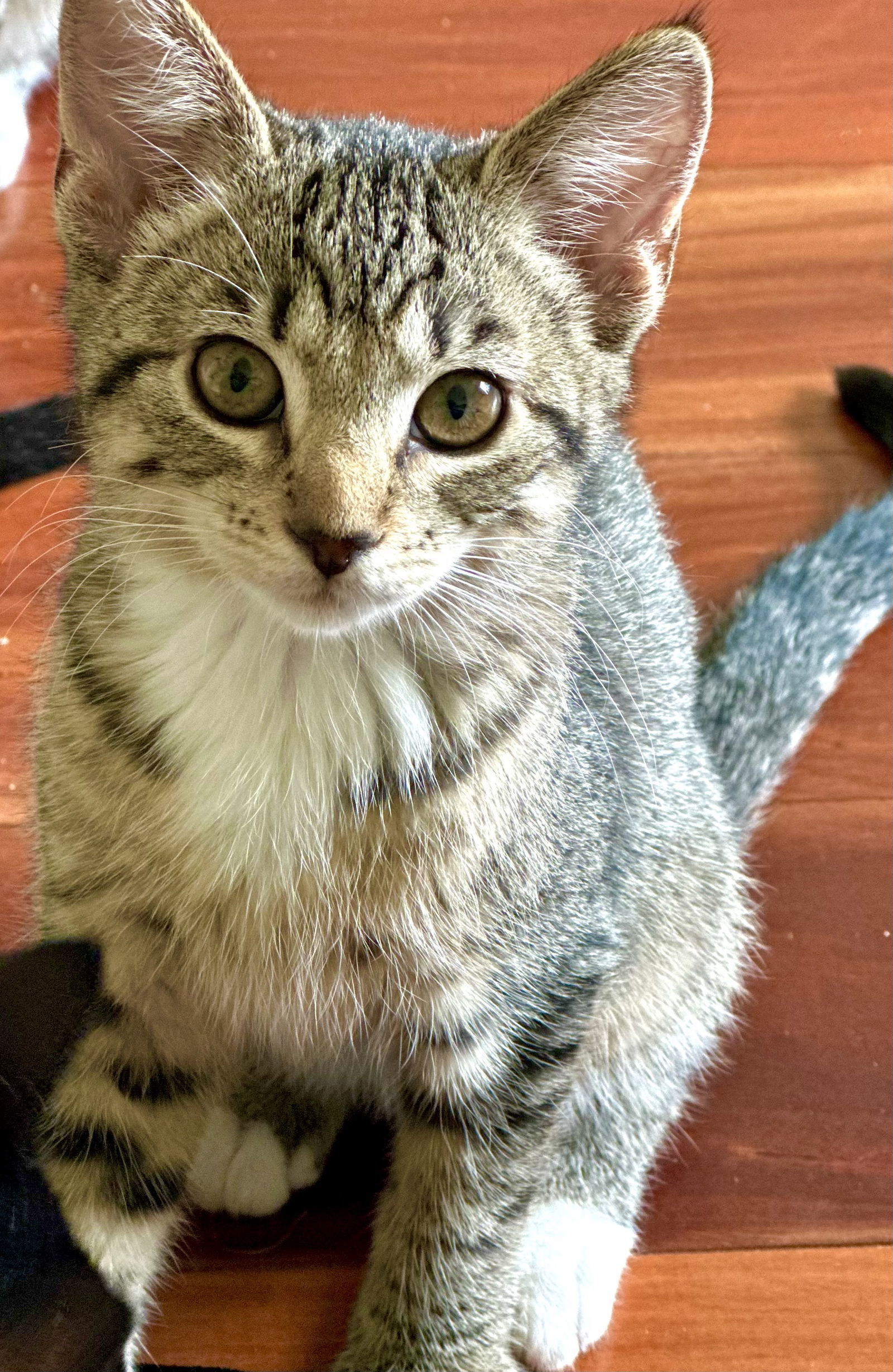 Hazel