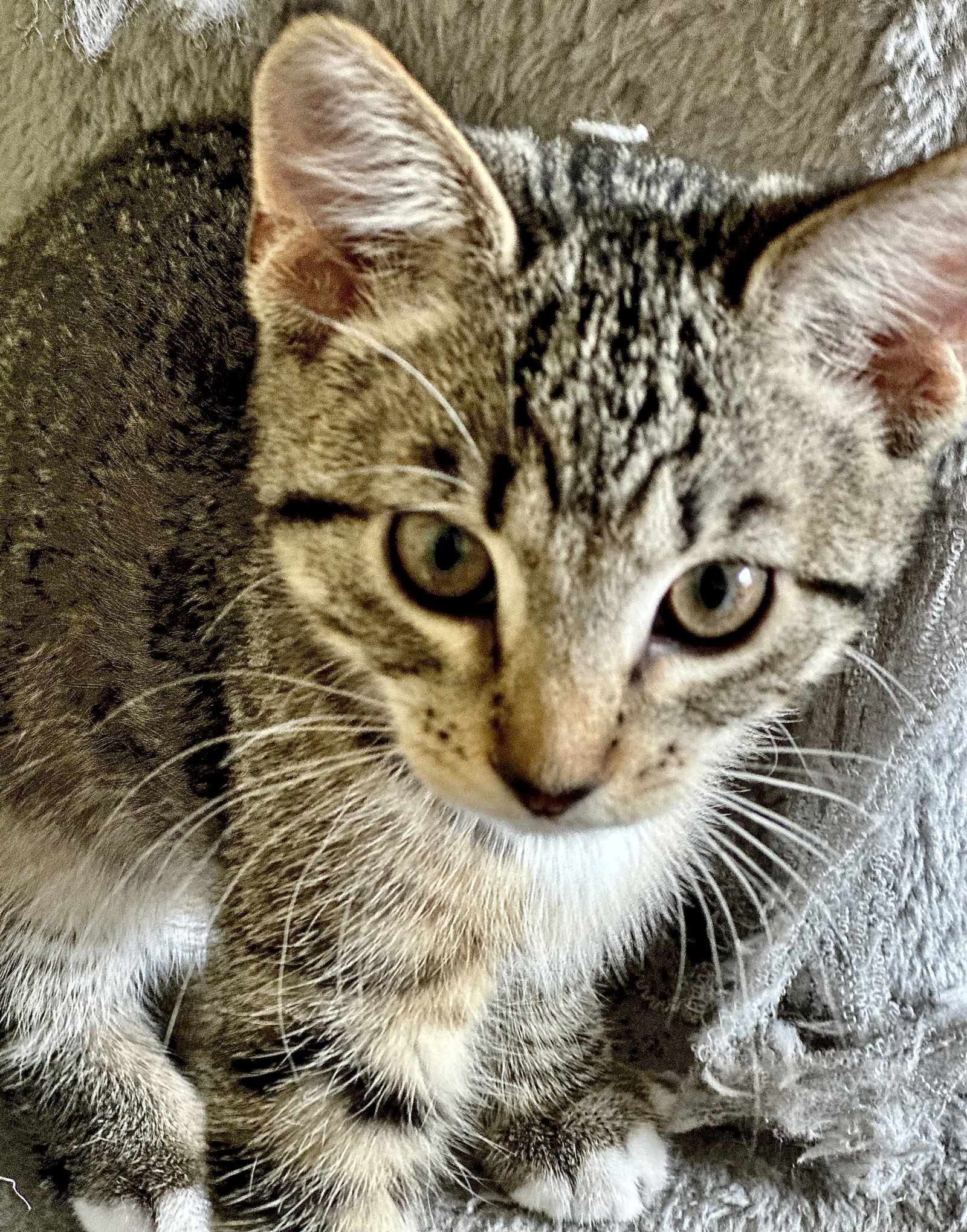 Hazel