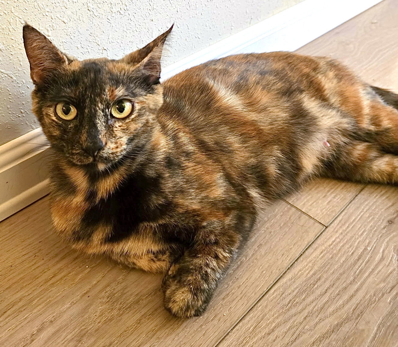 Vixey