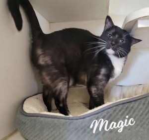 LOVES TO LICK HANDS AND FEET DOB 81622 Mew Mew everyone Im Magic a very quiet gentle and sw
