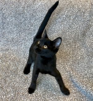 Tar, Baby Male Domestic Short Hair
