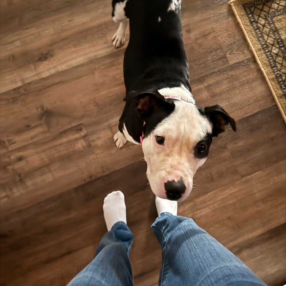 Amiah