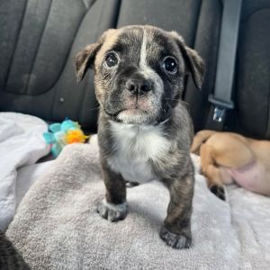 Wall-E, Baby Male Pug