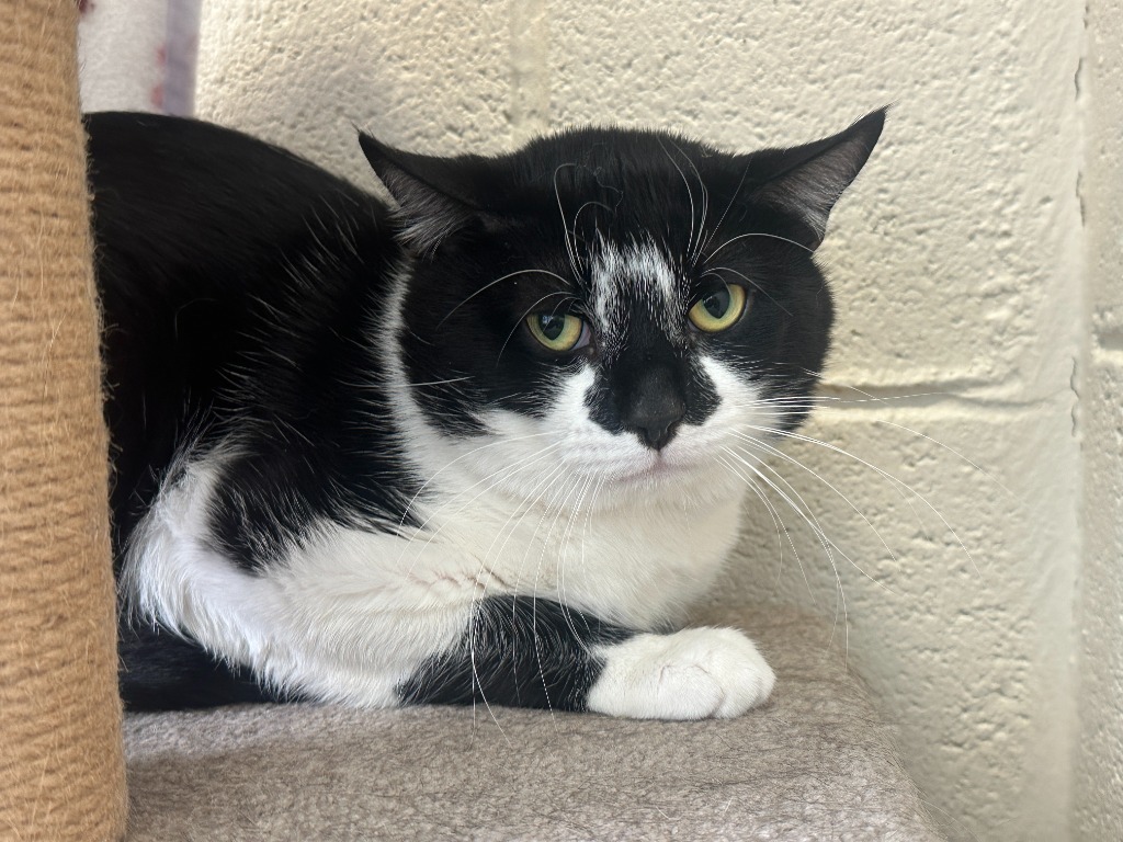 Tuxedo(Working Cat)