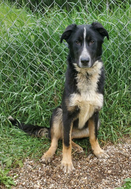 Luna (6712), an adoptable Shepherd in Lake City, MI, 49651 | Photo Image 1