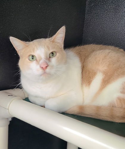 6638 (Kitty Kitty), an adoptable Domestic Short Hair in Lake City, MI, 49651 | Photo Image 1