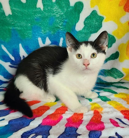 6688 (Grove), an adoptable Domestic Short Hair in Lake City, MI, 49651 | Photo Image 1