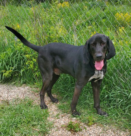 Flap Jack (6708), an adoptable Bloodhound, Black and Tan Coonhound in Lake City, MI, 49651 | Photo Image 1