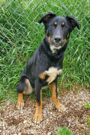 Wenzday (6711), Adult Female Shepherd