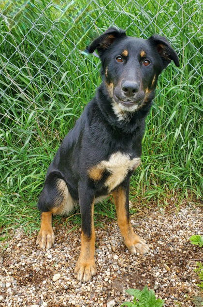 Wenzday (6711), an adoptable Shepherd in Lake City, MI, 49651 | Photo Image 1
