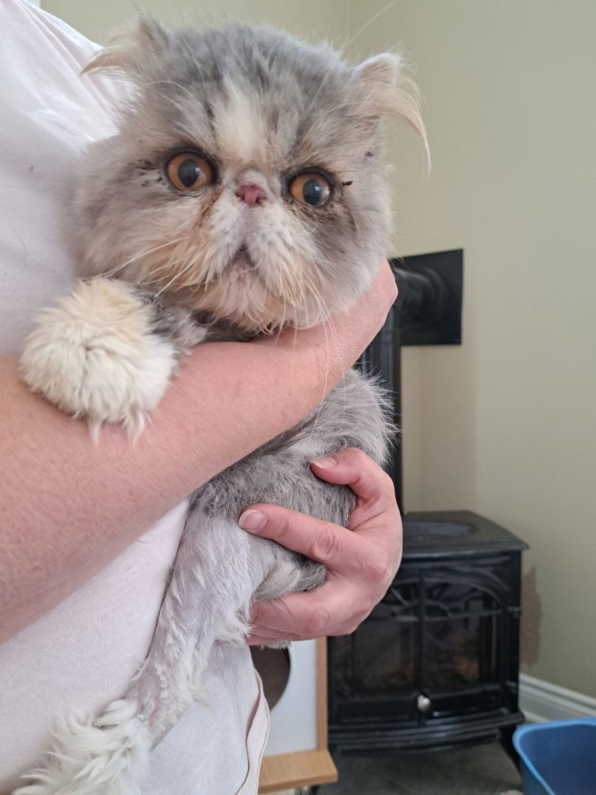 Benson, an adoptable Himalayan in Markham, ON, L3R 9A8 | Photo Image 1