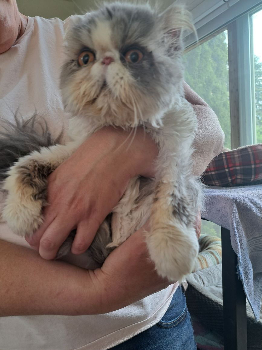 Benson, an adoptable Himalayan in Markham, ON, L3R 9A8 | Photo Image 2