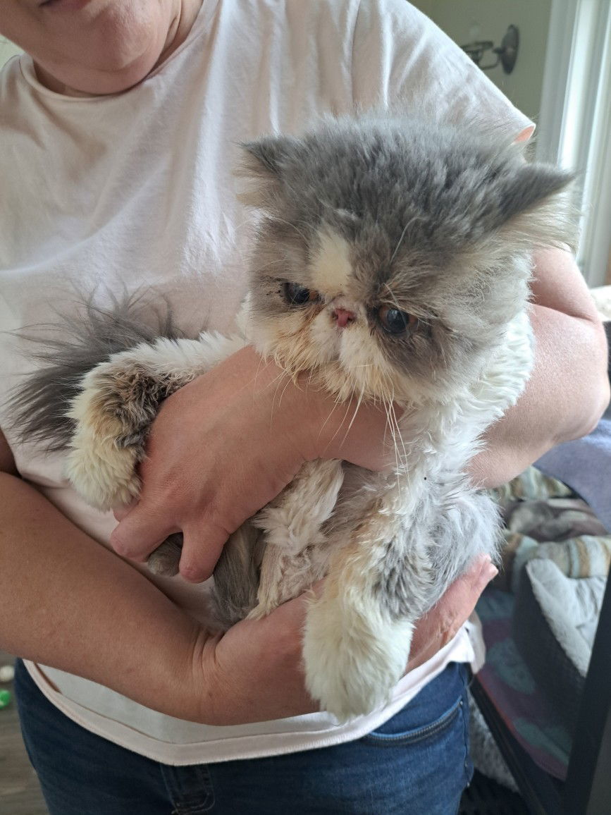Benson, an adoptable Himalayan in Markham, ON, L3R 9A8 | Photo Image 3