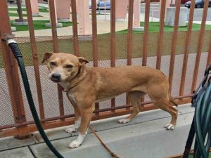 EAZY, Young Female Terrier