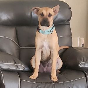 Mariposa, Adult Female Pit Bull Terrier