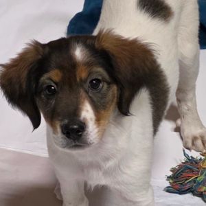 Channing, Baby Male Border Collie