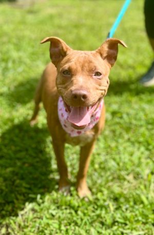 Peep, Baby Female Mixed Breed