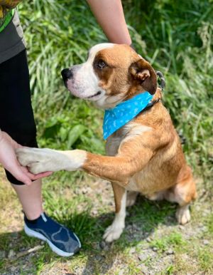 Doodle, Young Male Mixed Breed