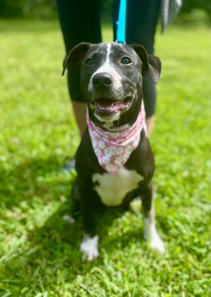 Goosey, Baby Female Mixed Breed