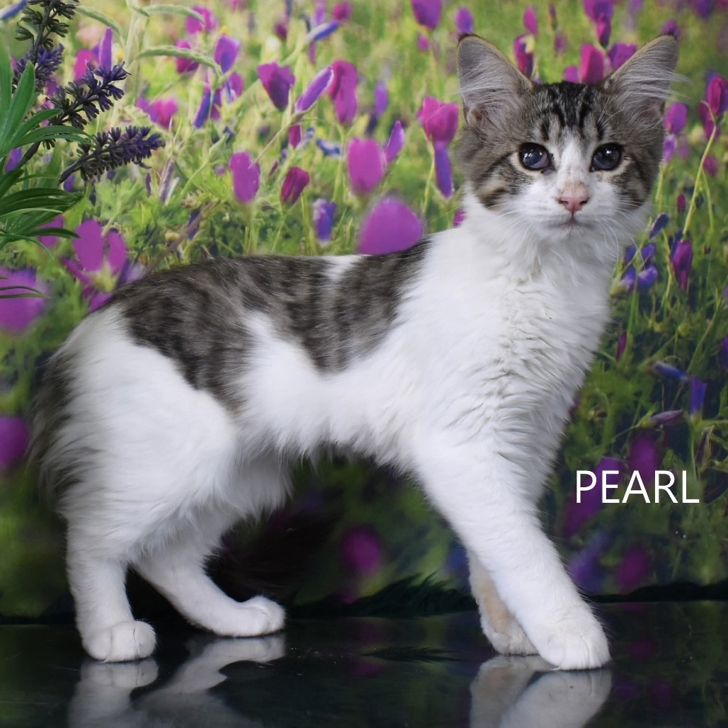Pearl, an adoptable Domestic Short Hair in Yuma, AZ, 85365 | Photo Image 1