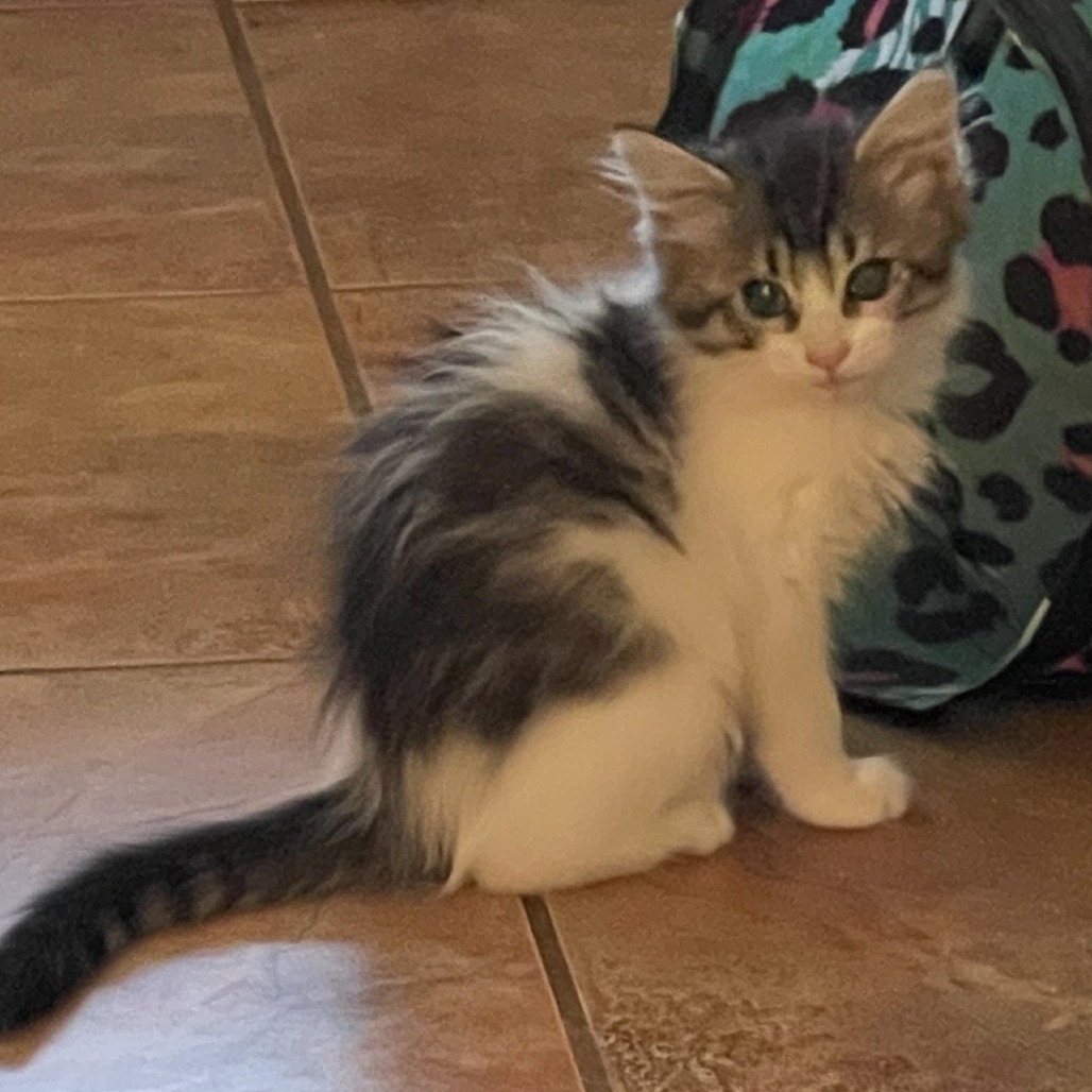Pearl, an adoptable Domestic Short Hair in Yuma, AZ, 85365 | Photo Image 2