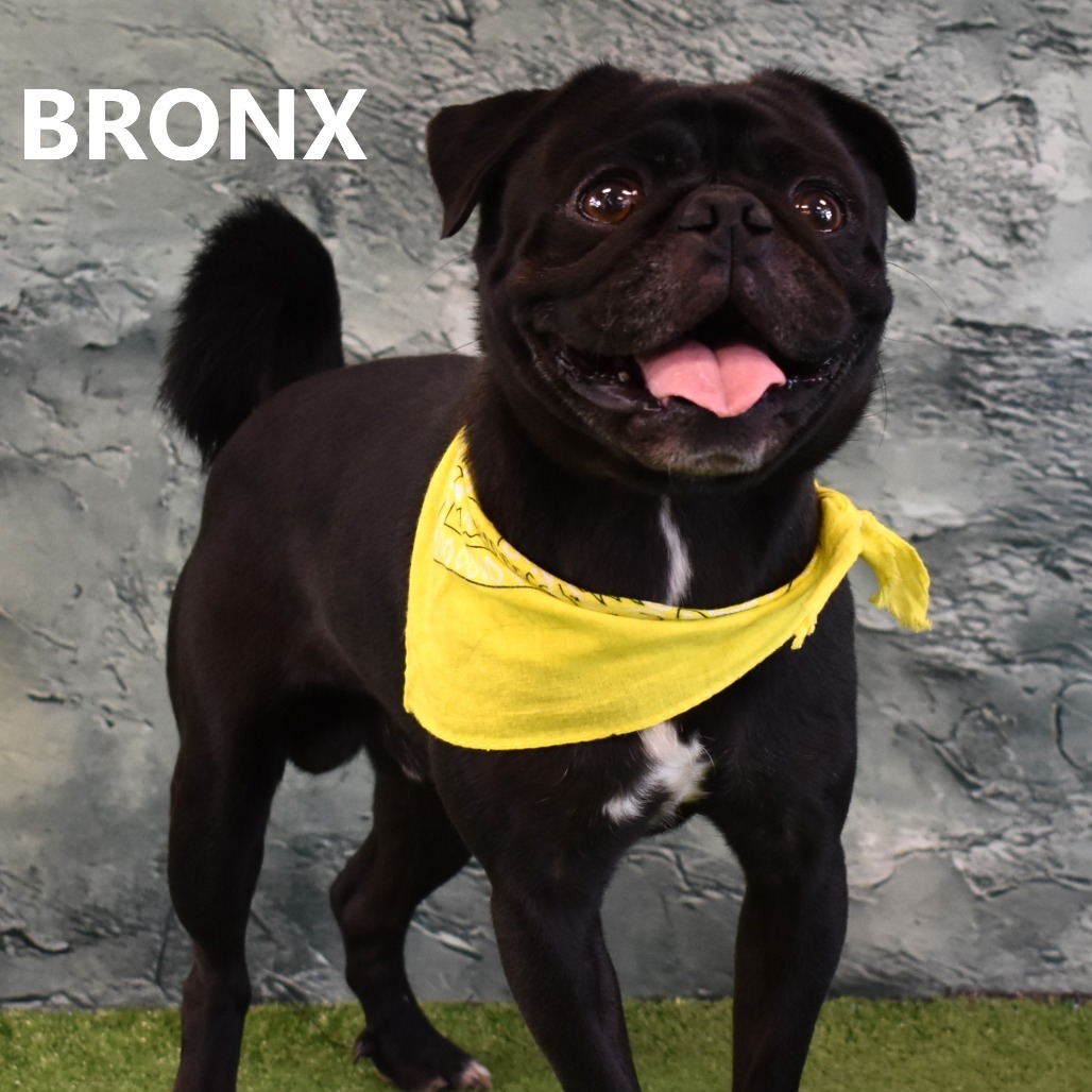 Bronx