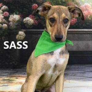 Sass, Adult Male Mixed Breed
