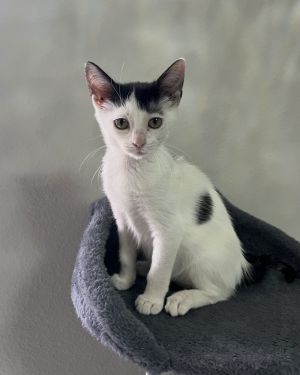 Bede, Baby Male Domestic Short Hair