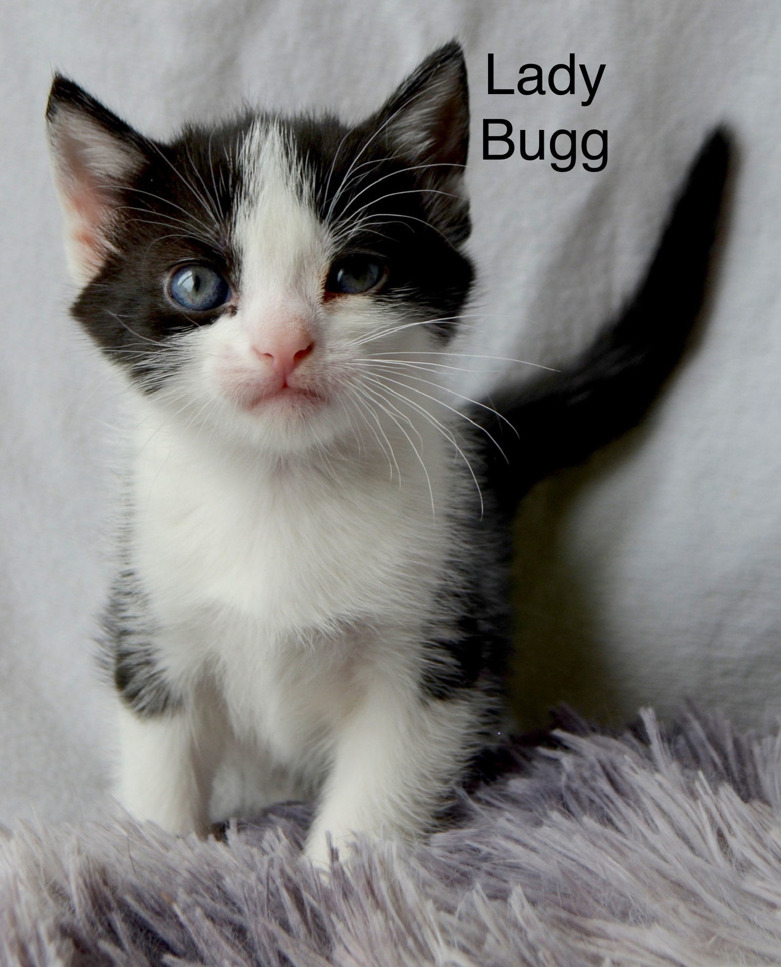 Lady Bugg