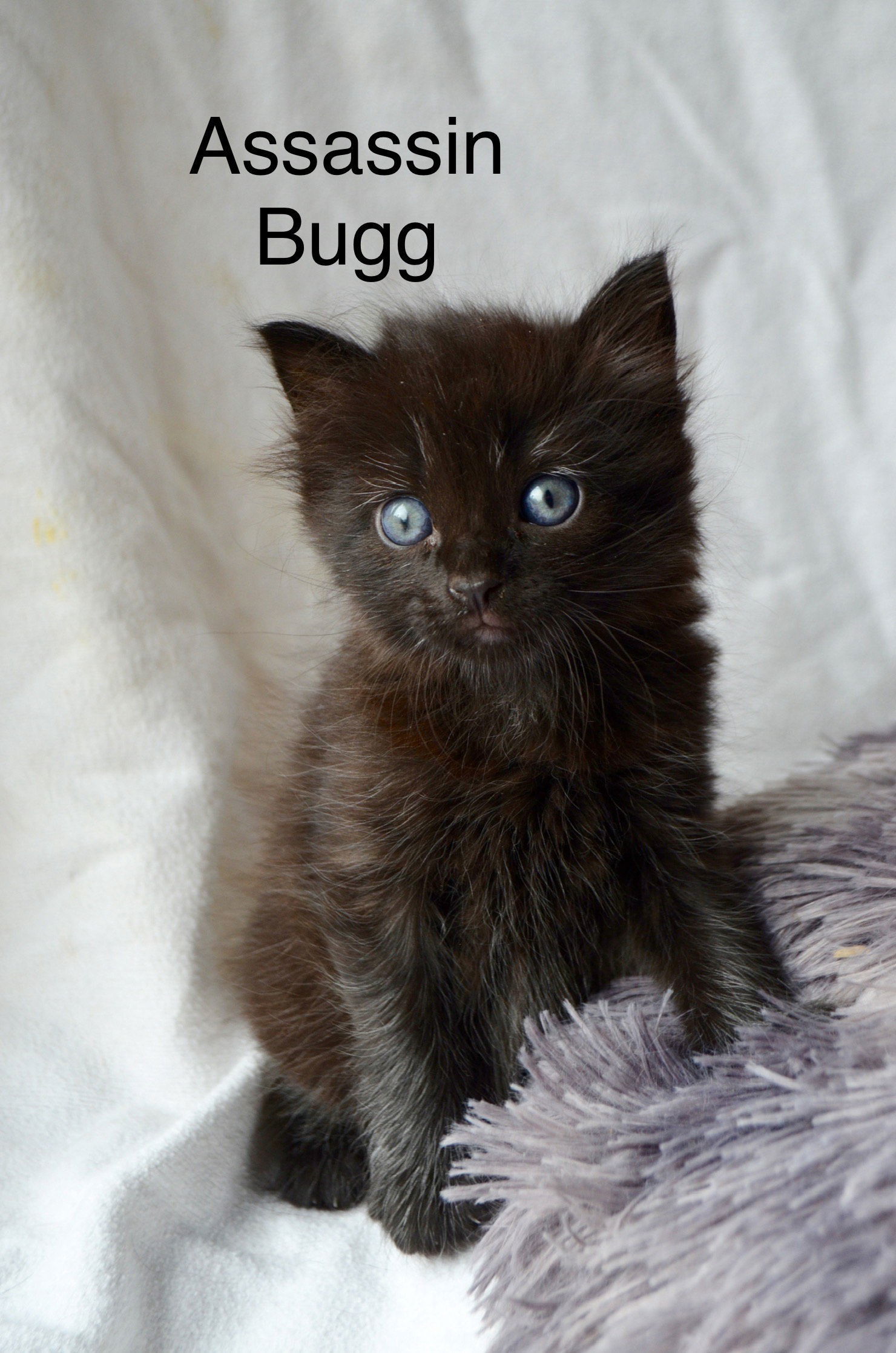 Assassin Bugg