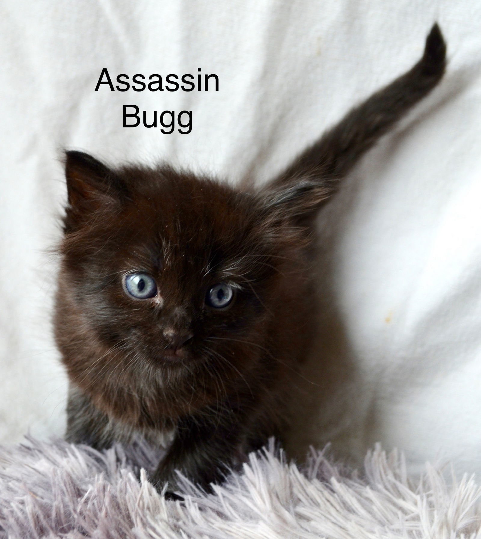 Assassin Bugg