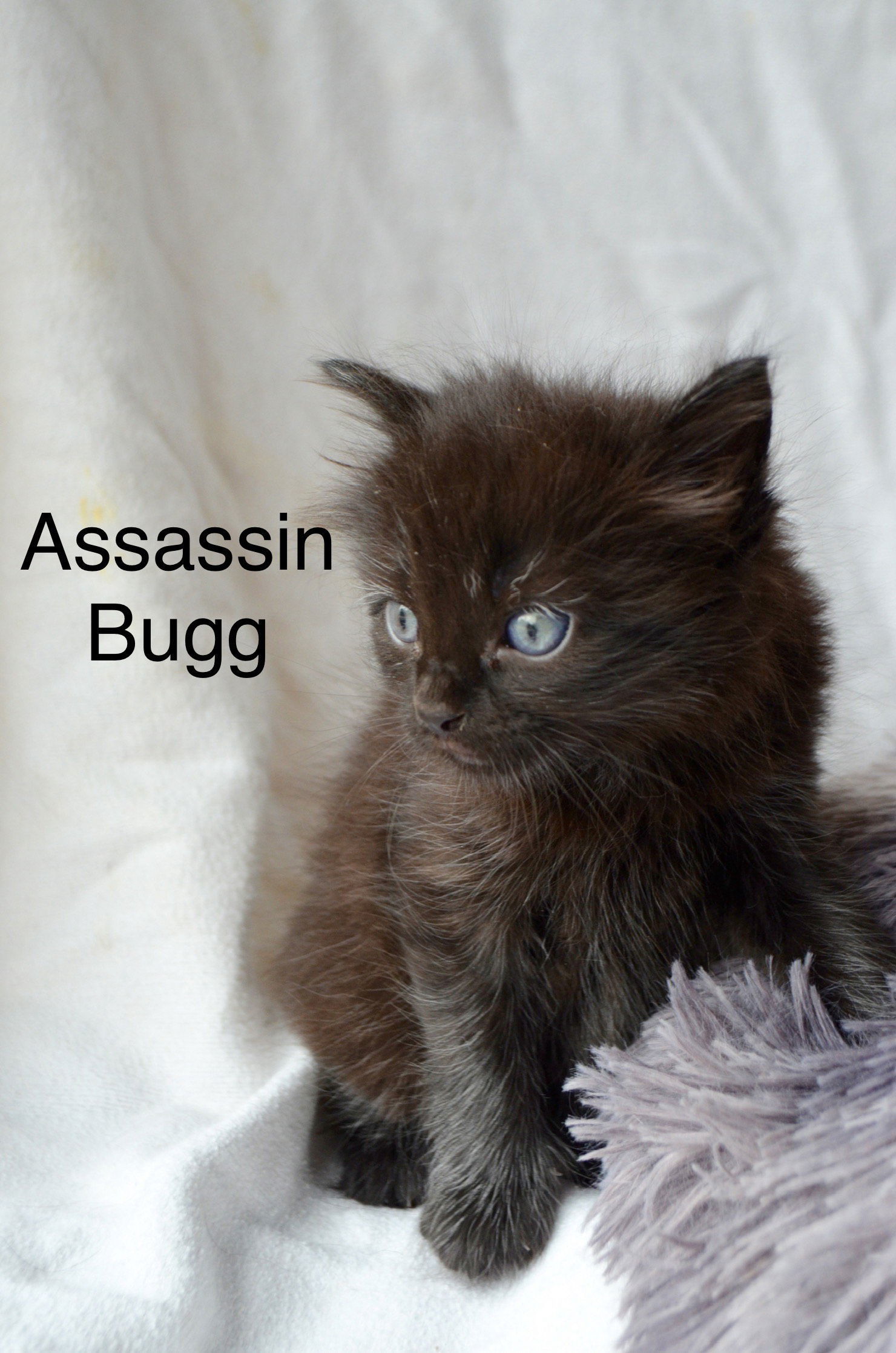 Assassin Bugg