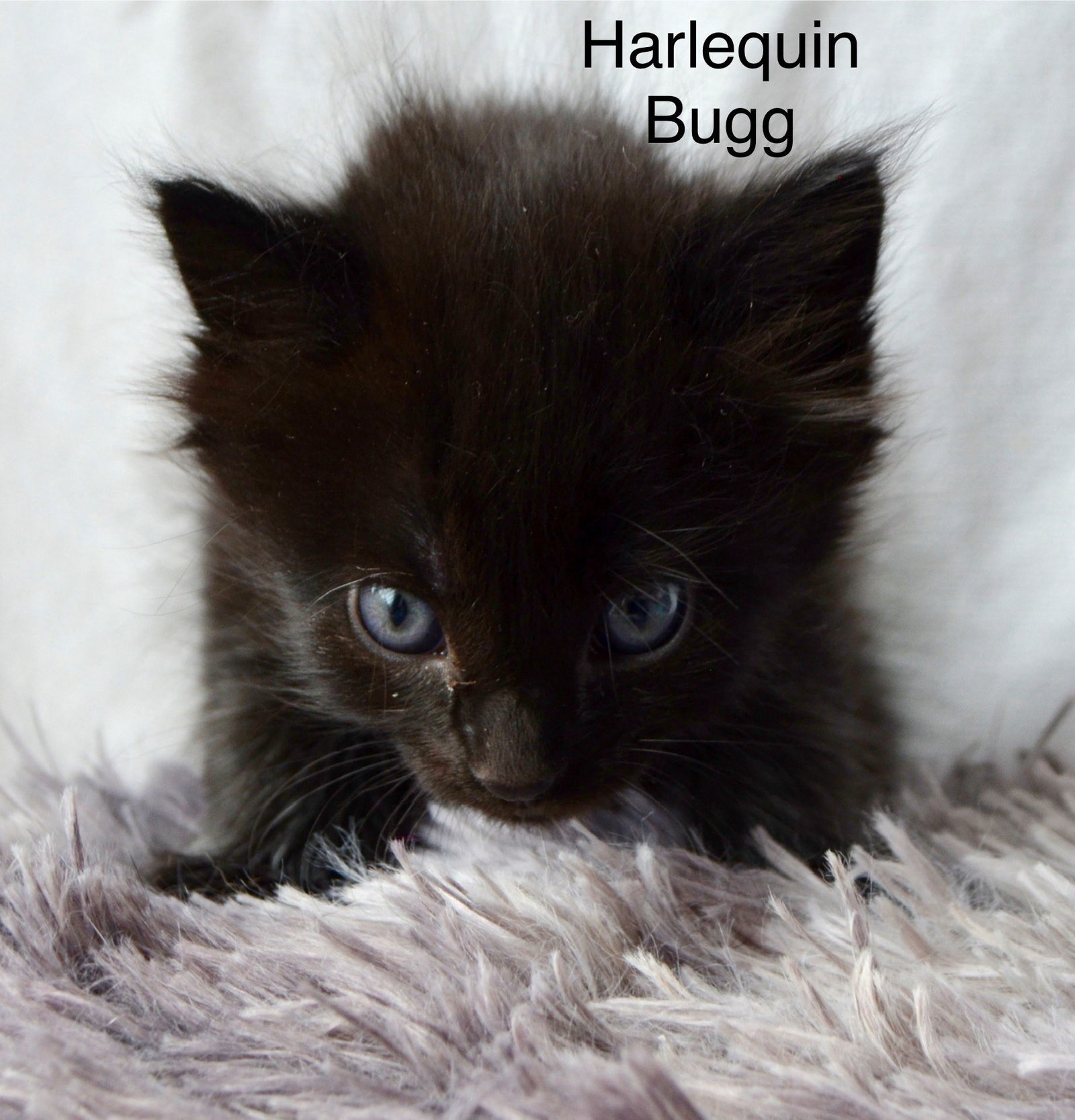 Harlequin Bugg