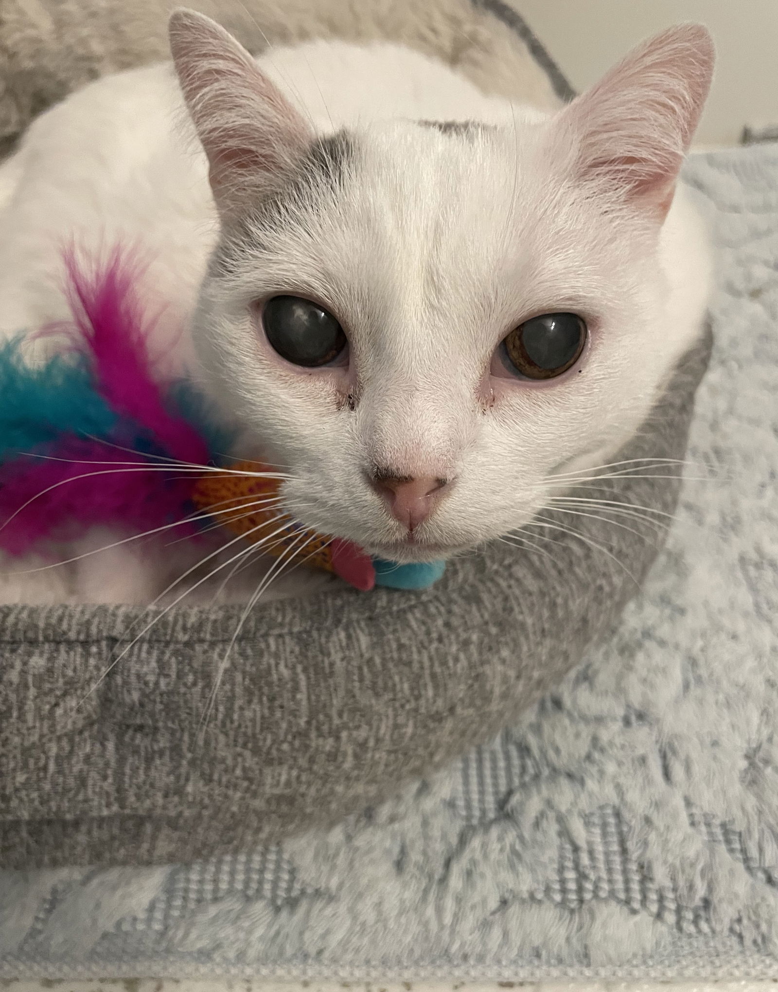 Lulu