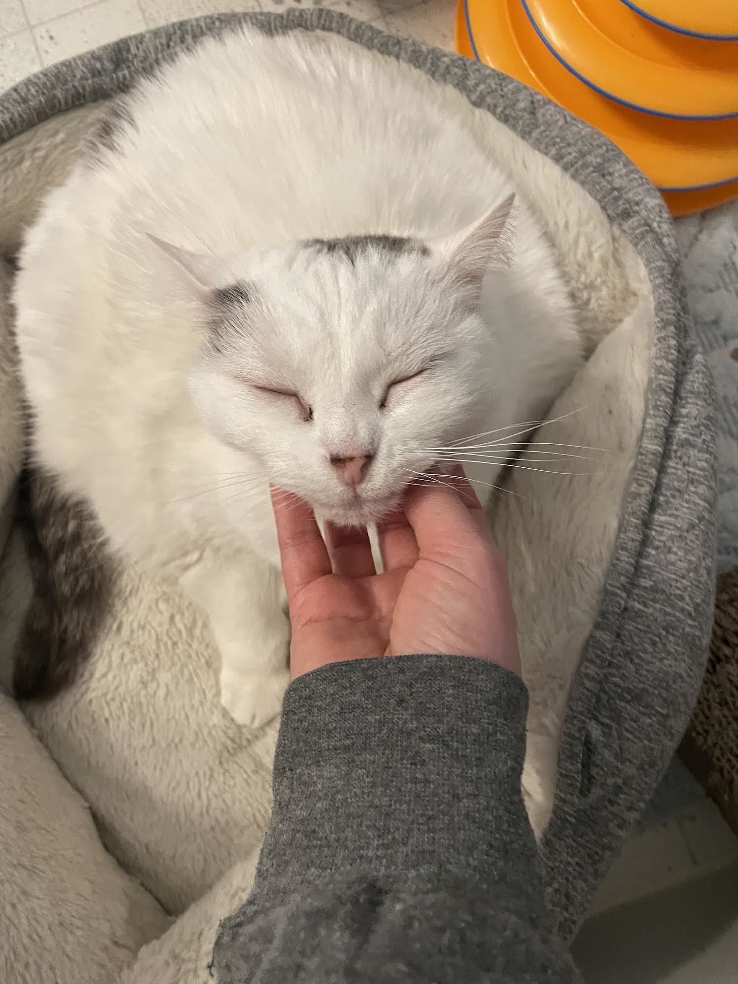 Lulu