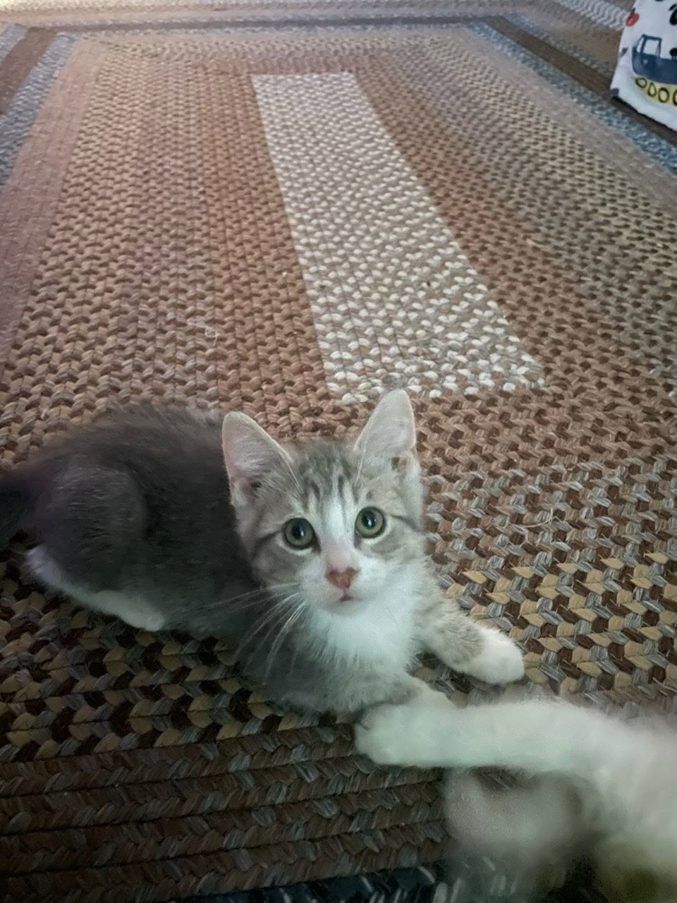 Tazz