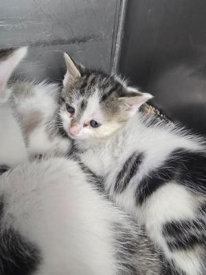 Moe, Baby Male Domestic Short Hair