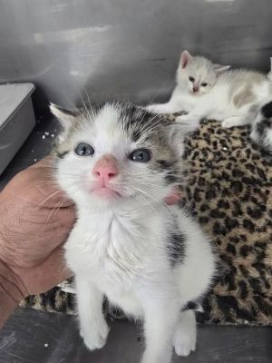Larry, Baby Male Domestic Short Hair