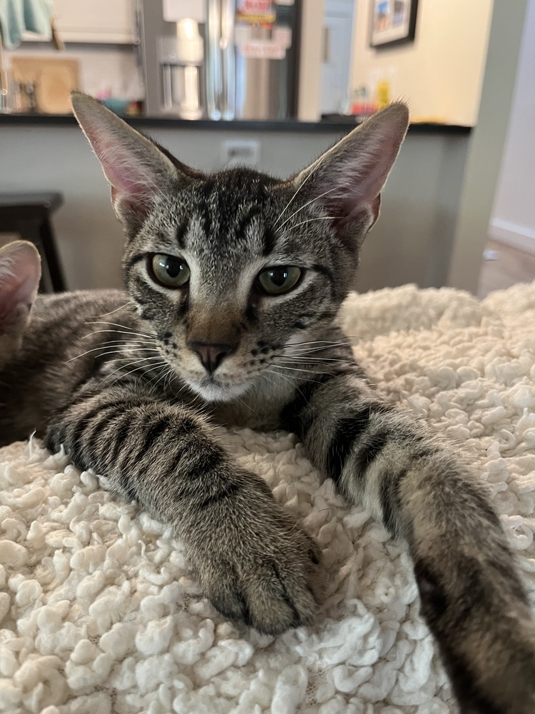 Gizmo